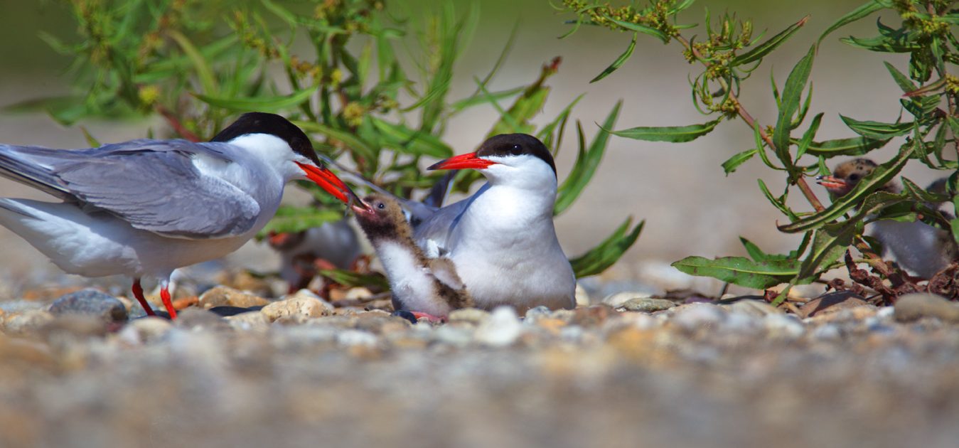 Rezultati Projekta Drava Life Drava Life hr Za tita Od Poplava