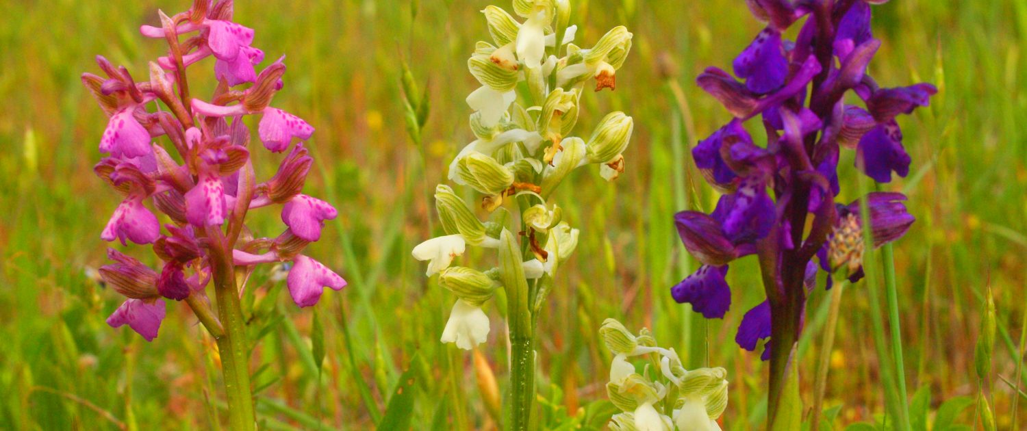 Kebra Najugro enija Biljna Vrsta U Projektnom Podru ju Drava life hr