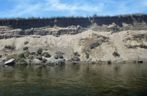 Sand martin colony in a steep bank