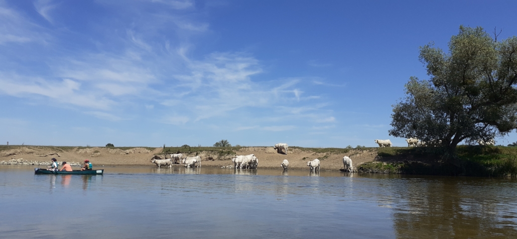 Cattle herd drinking at the river
